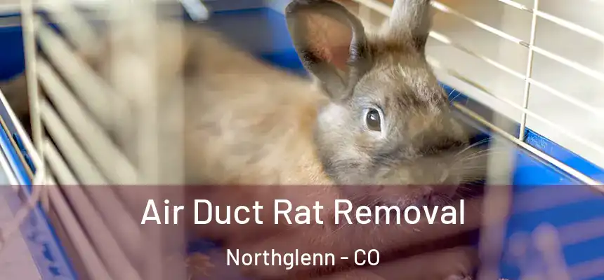  Air Duct Rat Removal Northglenn - CO